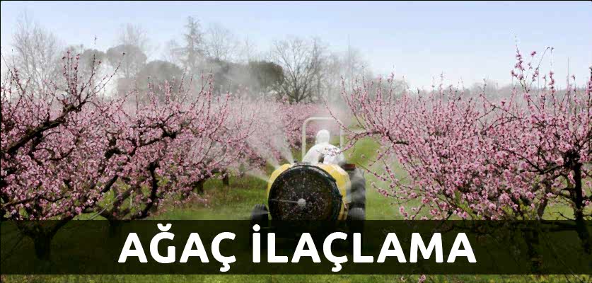ağaç ilaçlama istanbul ağaç budama