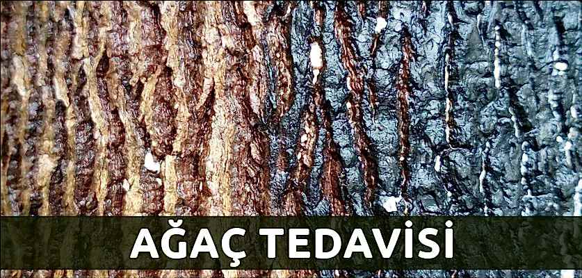 ağaç tedavisi istanbul ağaç budama